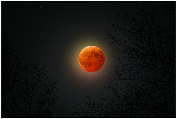 TELEPHOTO THROUGH TREES